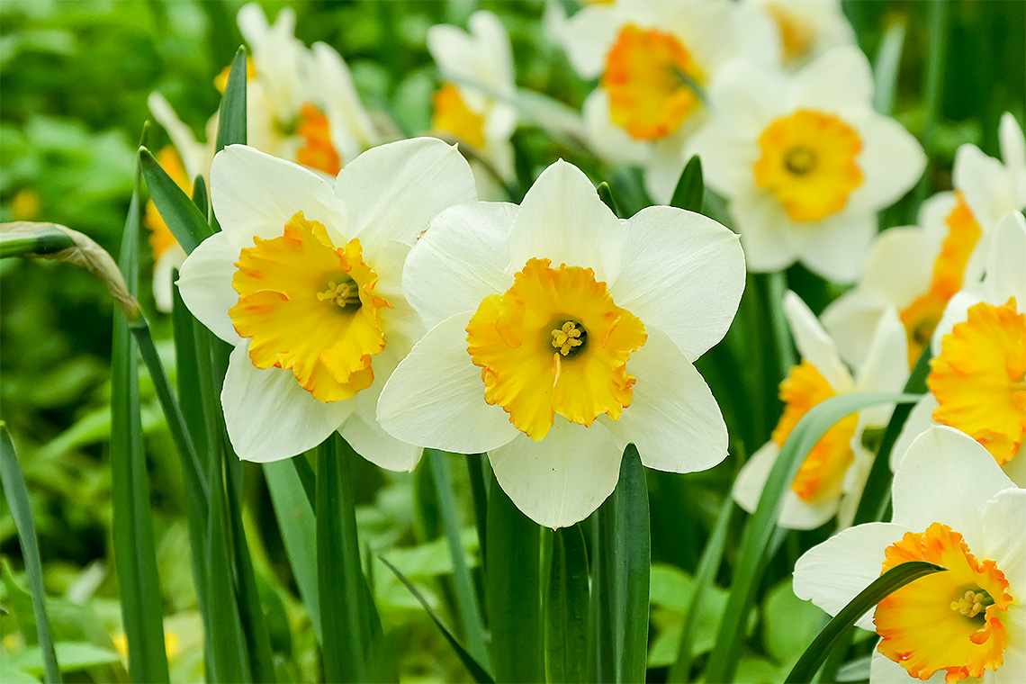Нарцисс имя. Первоцветы нарциссы. Нарцисс цветок. Daffodil Нарцисс. Нарцисс (растение).