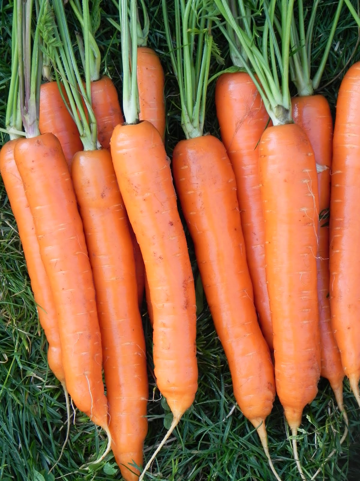 Морковь нектар. Морковь нектар f1. Сорт моркови Лагуна f1. Сорт моркови осенний Король. Семена морковь Лагуна f1.