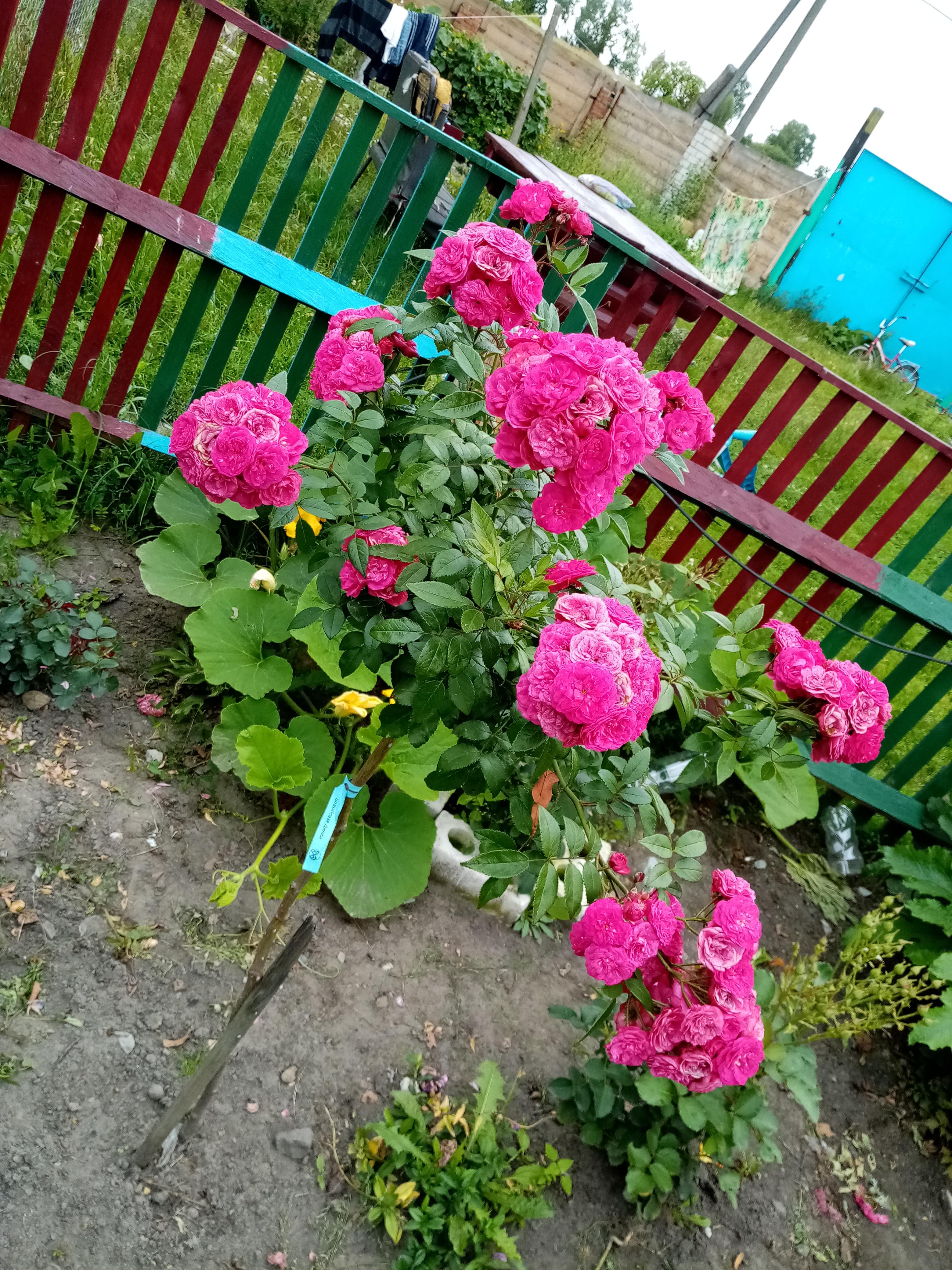 Роза Динки штамбовая (Dinky) - саженцы штамбовых роз купить в Алмате с  доставкой по Казахстану | цена