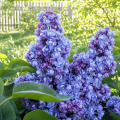 Сирень Ами Шотт С2