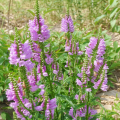 Физостегия Кристал Пик Роуз