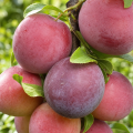 Слива Найдена