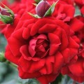 Роза Амадеус