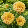 Георгина Глориоза