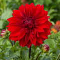 Георгина Гарден Уандер