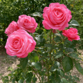 Роза Розанна