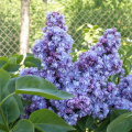 Сирень Ами Шотт