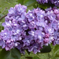 Сирень Ами Шотт