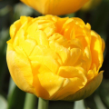 Тюльпан Голд Февер
