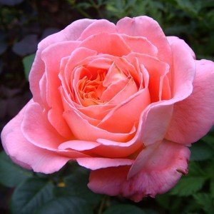 Infinity Characterize Guinness Roses Notre Dame du Rosaire - plant, care and cultivation. Roses Notre Dame  du Rosaire - varieties, species and types. The Plant Encyclopedia