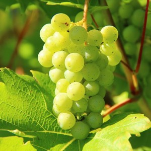 Виноград. Посадка и выращивание. Описание сортов винограда. Посадкасаженцев винограда. Как обрезать и ухаживать за виноградом