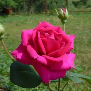роза русская красавица