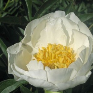 Peony Cheddar Royal - plant, care and cultivation. Peony Cheddar Royal ...