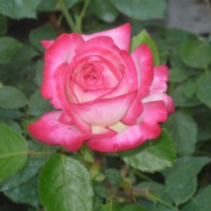 Роза колхозница фото и описание