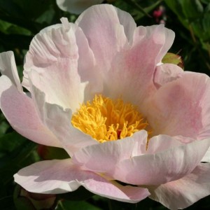 Peony Chiffon Clouds - planting, growing and cultivation. Peony Chiffon ...