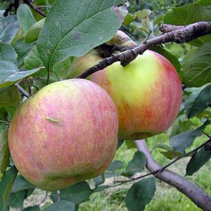 Utees Tree Apple-tree Utes - plant, care and cultivation. Apple-tree Utes ...