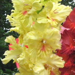 Изюминка цветков салон цветов букет рязань