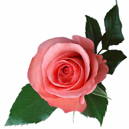 Роза Kordes