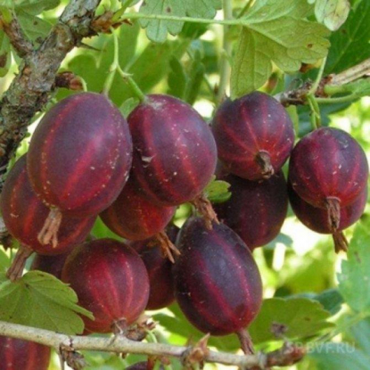 Крыжовник Консул