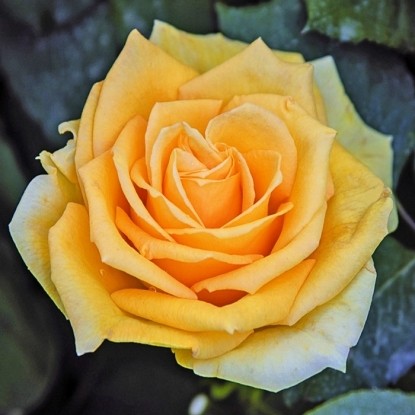 Роза Альба Кьяра BARNI (2 сорт)