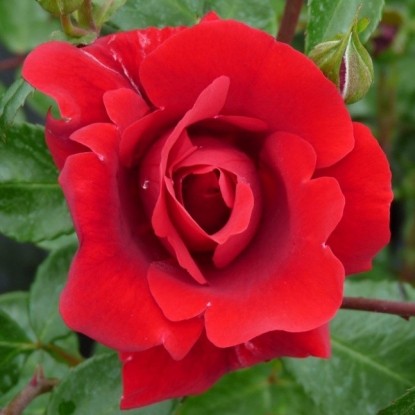 Роза Сантана