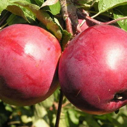 Яблоня Белорусское сладкое