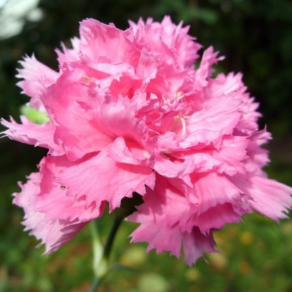Гвоздика садовая Шабо Розалия (серия Розовые сны)
