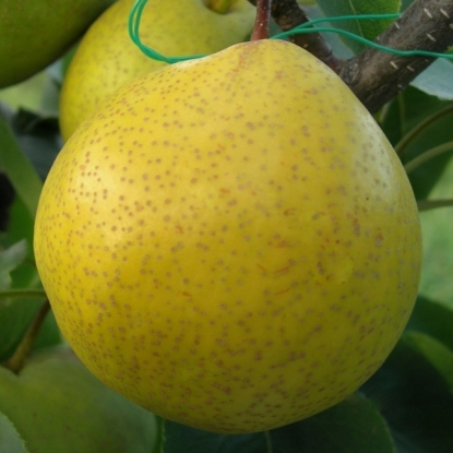 Яблоко-груша Олимпик