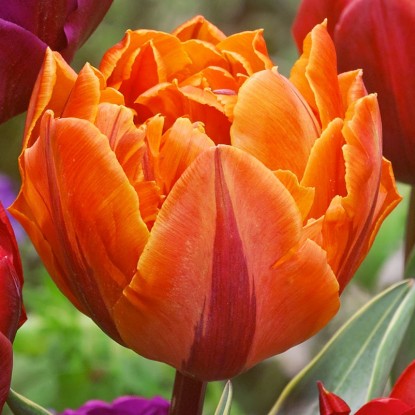 Тюльпан оранжевая принцесса купить цветы в горшках днр