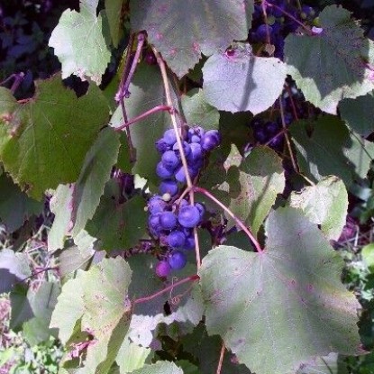 Виноград Зеленая гора (семена)