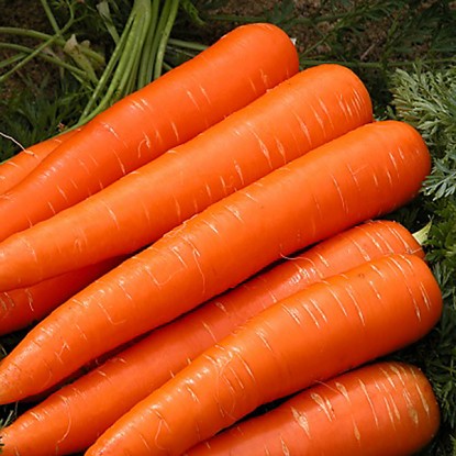 Морковь Королева Осени