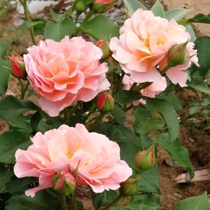 Роза Мария Кюри