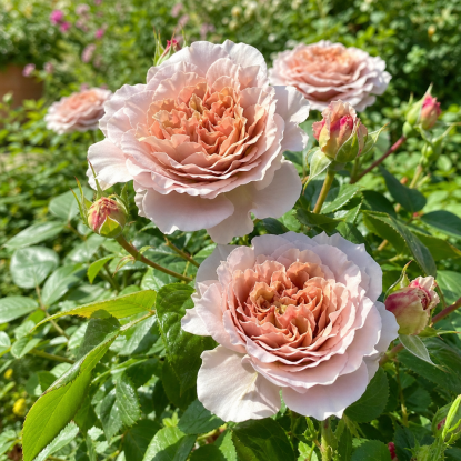 Роза Кофе Латте