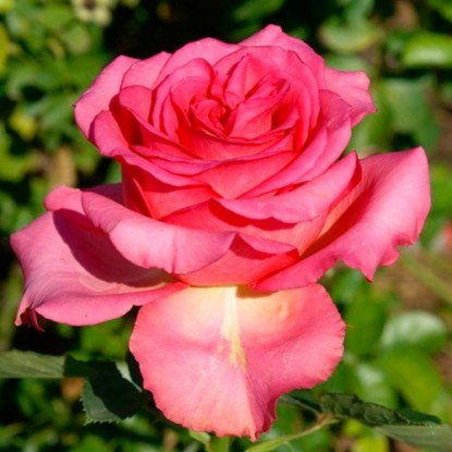 Роза Мондиаль штамбовая