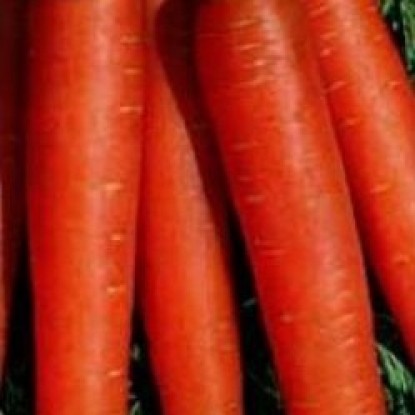 Морковь Длинная красная без сердцевины, столов