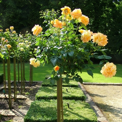 Роза Бернштайн роуз штамбовая