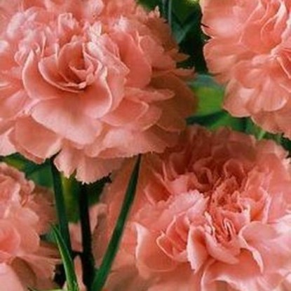 Гвоздика садовая гренадин Роза (серия Розовые сны)