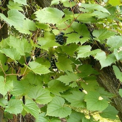 Виноград Зеленая гора (семена)