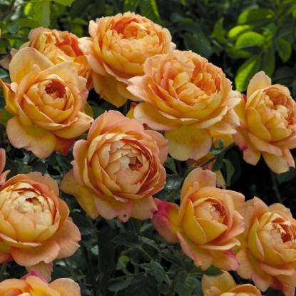Роза Бернштайн роуз штамбовая