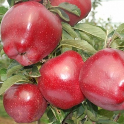 Яблоки Ред Фото