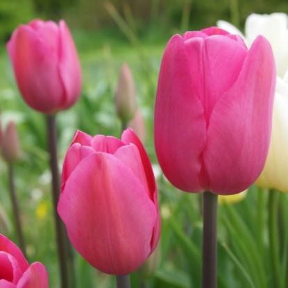 Тюльпан Дон Кихот