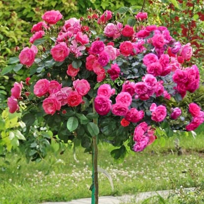 Роза штамбовая с мультипрививкой Angela/Rosarium