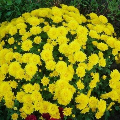 Хризантема мультифлора желтая махровая