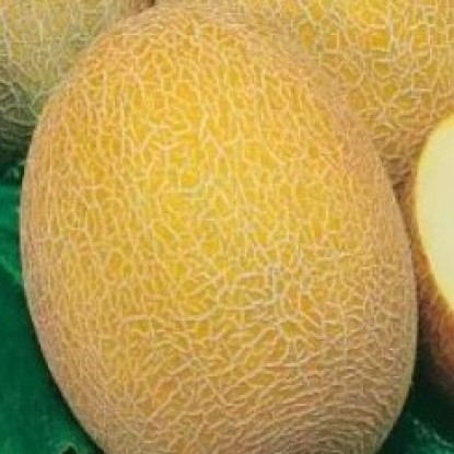 Дыня Свит ананас