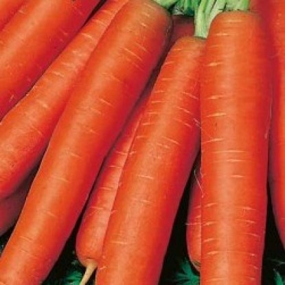 Морковь Самсон столовая