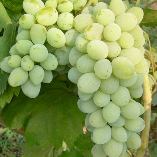 Описание винограда Ляна