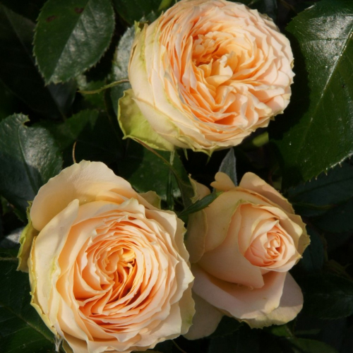 Розы Генриетта Барнетт (Henrietta Barnett) - энциклопедия садовых растений.  Розы - описание, особенности