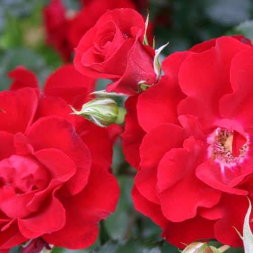 Роза Ротер Корсар (Roter Korsar): характеристика, описание сорта, фото и отзывы садоводов