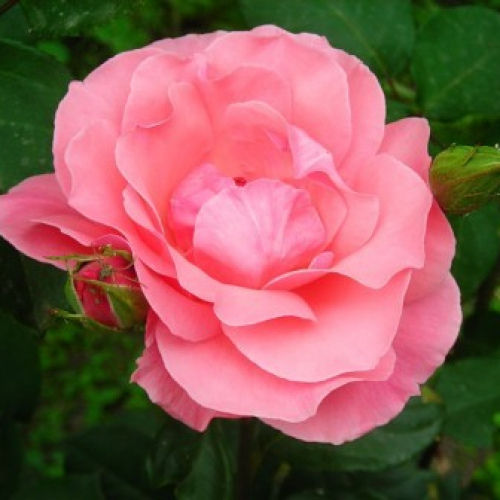 Розы Астрид Линдгрен (Astrid Lindgren) - описание сорта, саженцы, фото и  характерные особенности. Розы энциклопедия