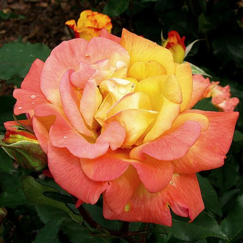 Розы Рио Самба (Rio Samba) - энциклопедия садовых растений. Розы -  описание, особенности